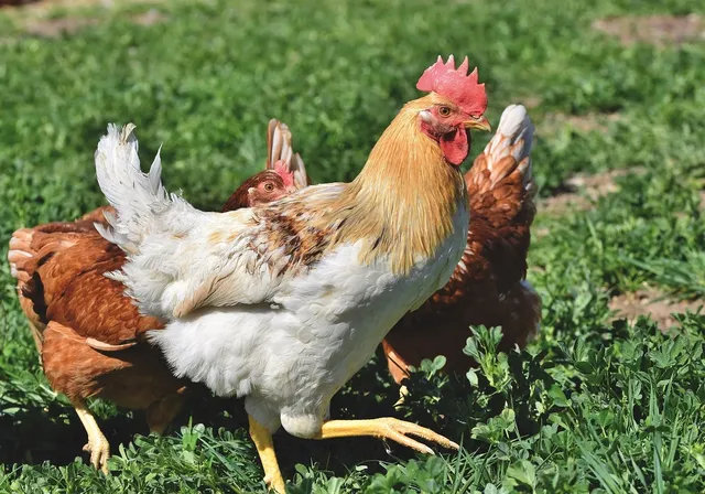 Zlewozmywak z ociekaczem Solano 15