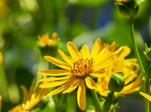Aster 10