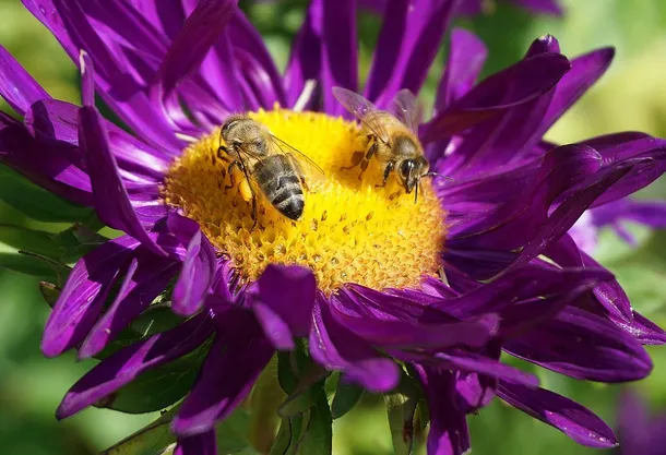 Aster 10